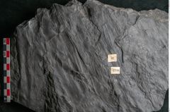 Foto (Detailansicht) von Noeggerathia palmaeformis Goeppert (NHMW-GEO-2024-0188-10744)